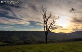 dead-tree-paddock-1200px.jpg