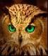 bushbark's Avatar