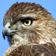 StarHawk's Avatar