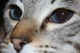 Yani's Avatar