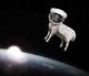 AstroSheep's Avatar